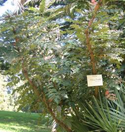 Fotografia da espécie Mahonia oiwakensis