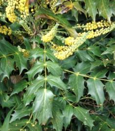 Fotografia da espécie Mahonia oiwakensis