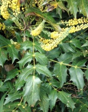 Fotografia 13 da espécie Mahonia oiwakensis no Jardim Botânico UTAD