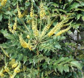 Fotografia da espécie Mahonia oiwakensis