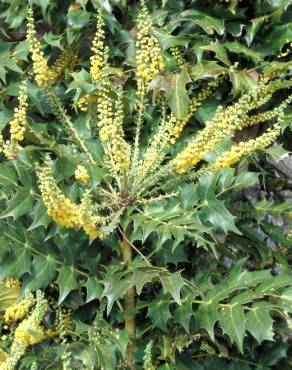 Fotografia 14 da espécie Mahonia oiwakensis no Jardim Botânico UTAD