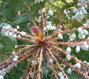 Fotografia da espécie Mahonia oiwakensis