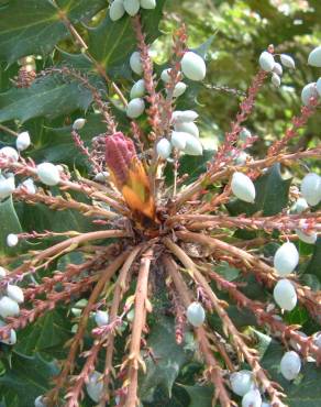 Fotografia 16 da espécie Mahonia oiwakensis no Jardim Botânico UTAD