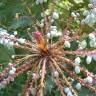 Fotografia 16 da espécie Mahonia oiwakensis do Jardim Botânico UTAD