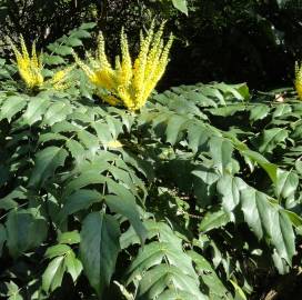 Fotografia da espécie Mahonia oiwakensis