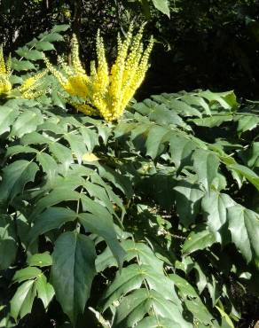 Fotografia 17 da espécie Mahonia oiwakensis no Jardim Botânico UTAD