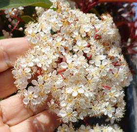 Fotografia da espécie Photinia x fraseri var. robusta