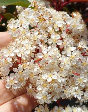 Fotografia 9 da espécie Photinia x fraseri var. robusta no Jardim Botânico UTAD