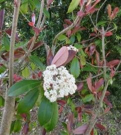 Fotografia da espécie Photinia x fraseri var. robusta