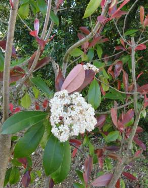 Fotografia 10 da espécie Photinia x fraseri var. robusta no Jardim Botânico UTAD