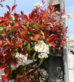 Fotografia da espécie Photinia x fraseri var. robusta