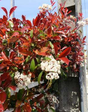 Fotografia 11 da espécie Photinia x fraseri var. robusta no Jardim Botânico UTAD