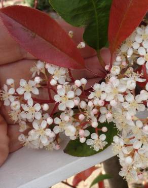 Fotografia 12 da espécie Photinia x fraseri var. robusta no Jardim Botânico UTAD