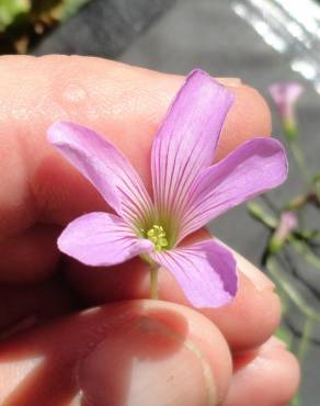 Fotografia 15 da espécie Oxalis debilis var. corymbosa no Jardim Botânico UTAD