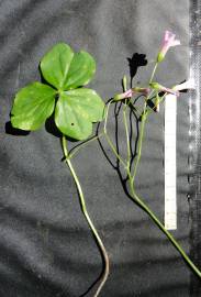 Fotografia da espécie Oxalis debilis var. corymbosa