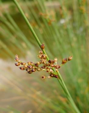 Fotografia 3 da espécie Juncus inflexus var. inflexus no Jardim Botânico UTAD