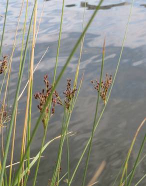 Fotografia 5 da espécie Juncus inflexus var. inflexus no Jardim Botânico UTAD