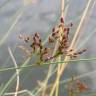 Fotografia 6 da espécie Juncus inflexus var. inflexus do Jardim Botânico UTAD