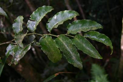 Fotografia da espécie Amborella trichopoda