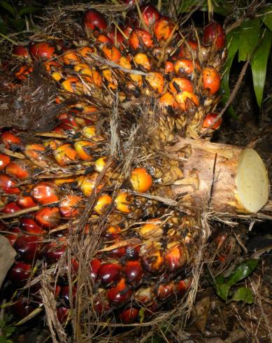 Fotografia de capa Elaeis guineensis - do Jardim Botânico