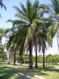 Fotografia da espécie Elaeis guineensis
