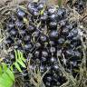 Fotografia 8 da espécie Elaeis guineensis do Jardim Botânico UTAD