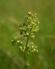 Fotografia da espécie Thalictrum flavum