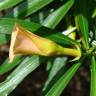 Fotografia 3 da espécie Cascabela thevetia do Jardim Botânico UTAD