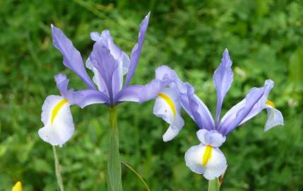 Fotografia da espécie Iris x hollandica