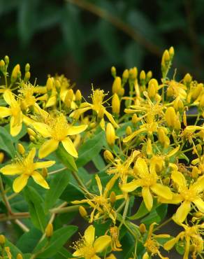 Fotografia 1 da espécie Hypericum canariense no Jardim Botânico UTAD