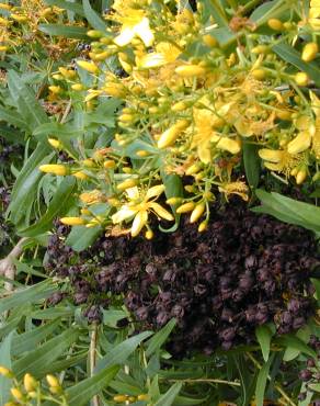 Fotografia 5 da espécie Hypericum canariense no Jardim Botânico UTAD