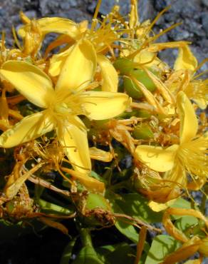 Fotografia 7 da espécie Hypericum canariense no Jardim Botânico UTAD