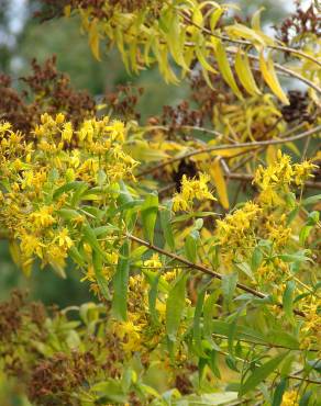 Fotografia 9 da espécie Hypericum canariense no Jardim Botânico UTAD