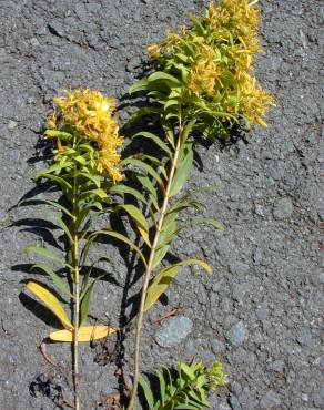 Fotografia 10 da espécie Hypericum canariense no Jardim Botânico UTAD