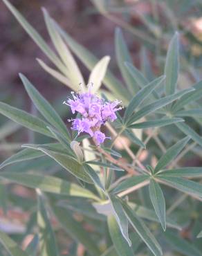 Fotografia 3 da espécie Vitex agnus-castus no Jardim Botânico UTAD