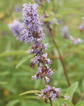 Fotografia 4 da espécie Vitex agnus-castus no Jardim Botânico UTAD
