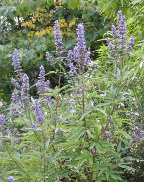 Fotografia 6 da espécie Vitex agnus-castus no Jardim Botânico UTAD