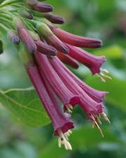 Fotografia da espécie Iochroma cyaneum