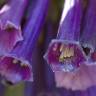 Fotografia 3 da espécie Iochroma cyaneum do Jardim Botânico UTAD