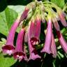 Fotografia 9 da espécie Iochroma cyaneum do Jardim Botânico UTAD