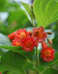 Iochroma gesnerioides