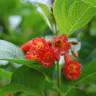 Fotografia 1 da espécie Iochroma gesnerioides do Jardim Botânico UTAD