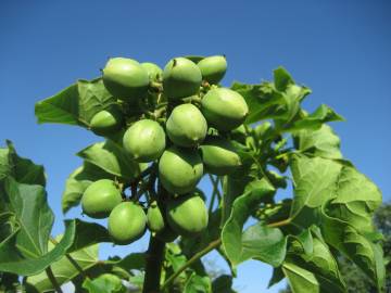 Fotografia da espécie Jatropha curcas