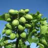 Fotografia 1 da espécie Jatropha curcas do Jardim Botânico UTAD