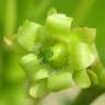 Fotografia 5 da espécie Jatropha curcas do Jardim Botânico UTAD