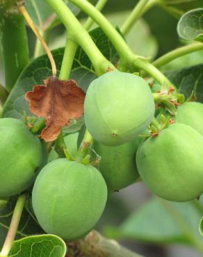 Fotografia 7 da espécie Jatropha curcas no Jardim Botânico UTAD