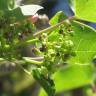 Fotografia 13 da espécie Jatropha curcas do Jardim Botânico UTAD