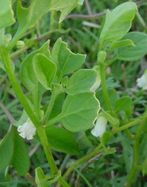 Fotografia 4 da espécie Salpichroa origanifolia no Jardim Botânico UTAD