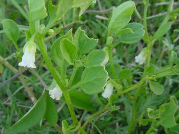 Fotografia da espécie Salpichroa origanifolia