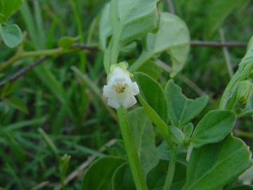 Fotografia da espécie Salpichroa origanifolia